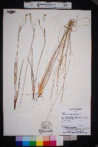 Sisyrinchium scabrum image