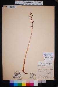 Corallorhiza wisteriana image