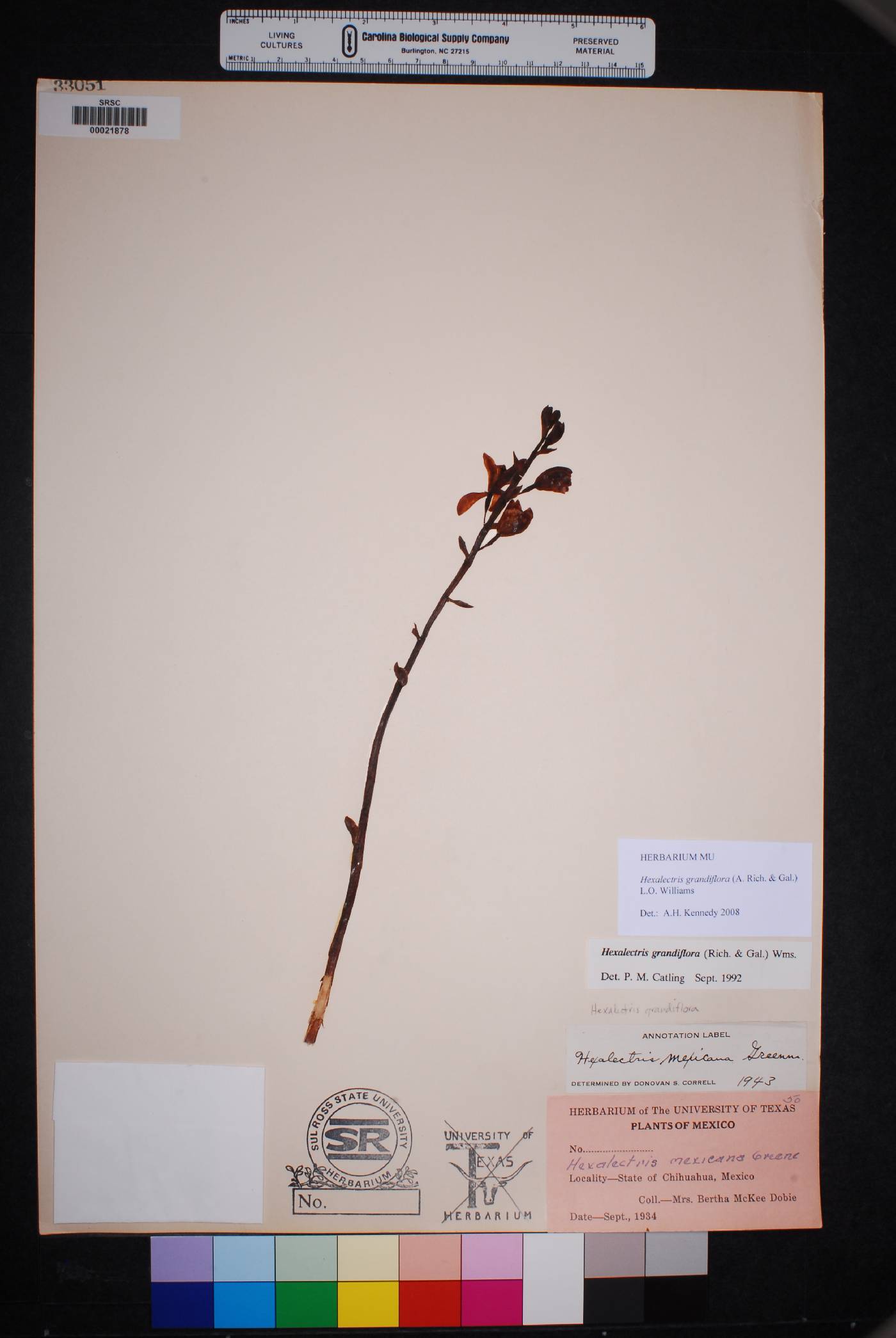 Hexalectris grandiflora image