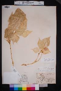 Populus acuminata image