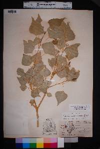 Populus acuminata image