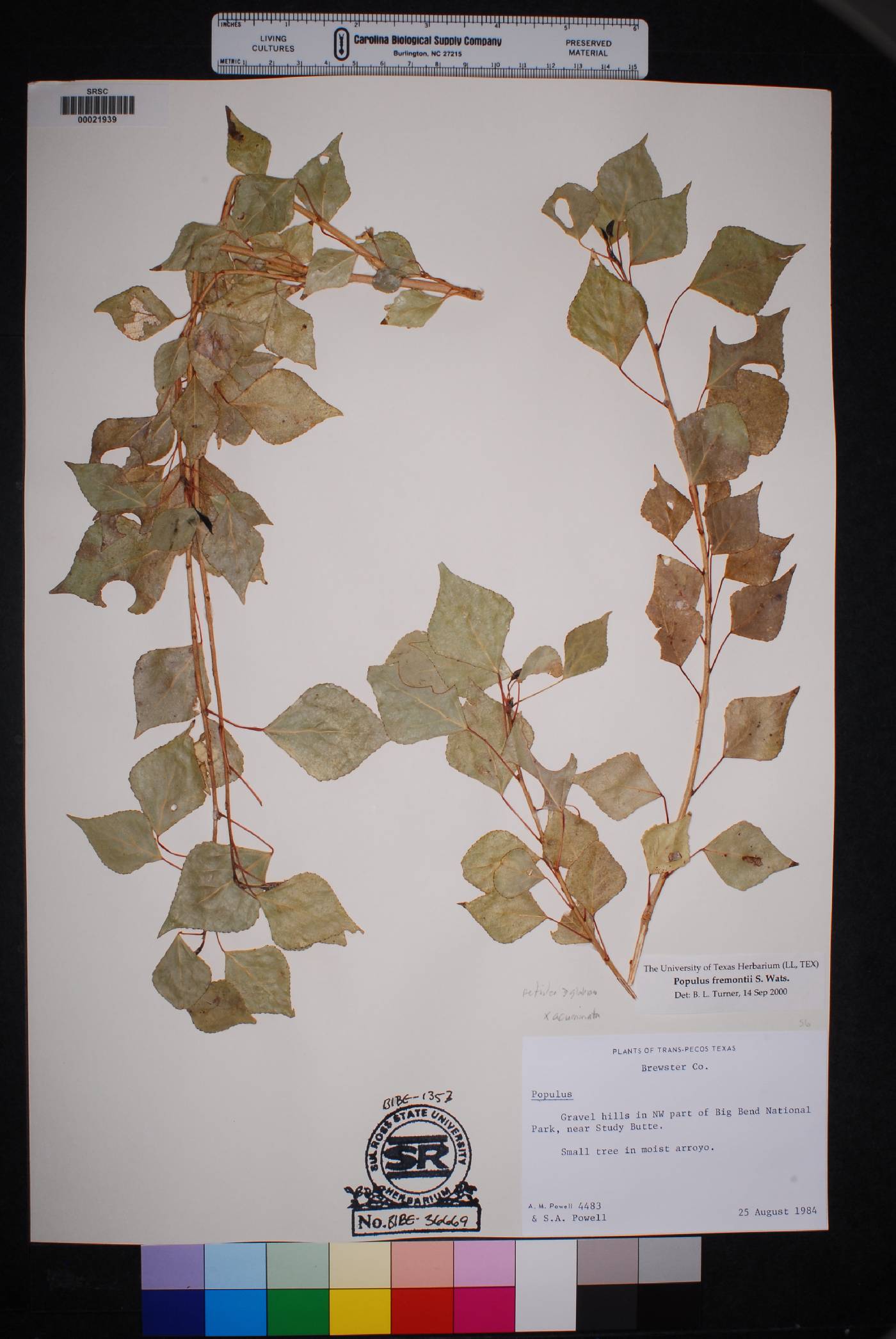 Populus acuminata image