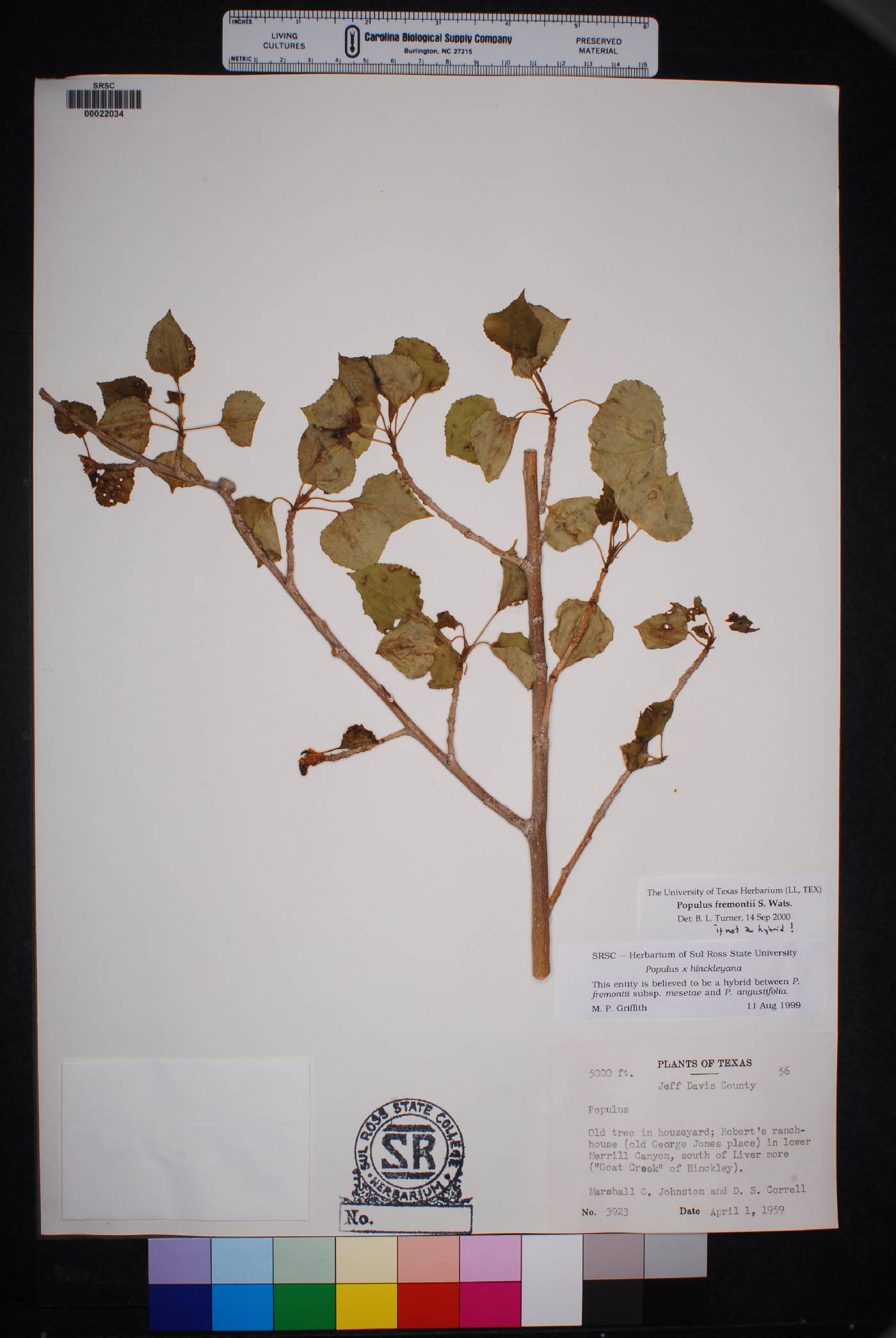 Populus hinckleyana image