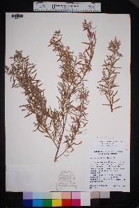 Salix taxifolia image