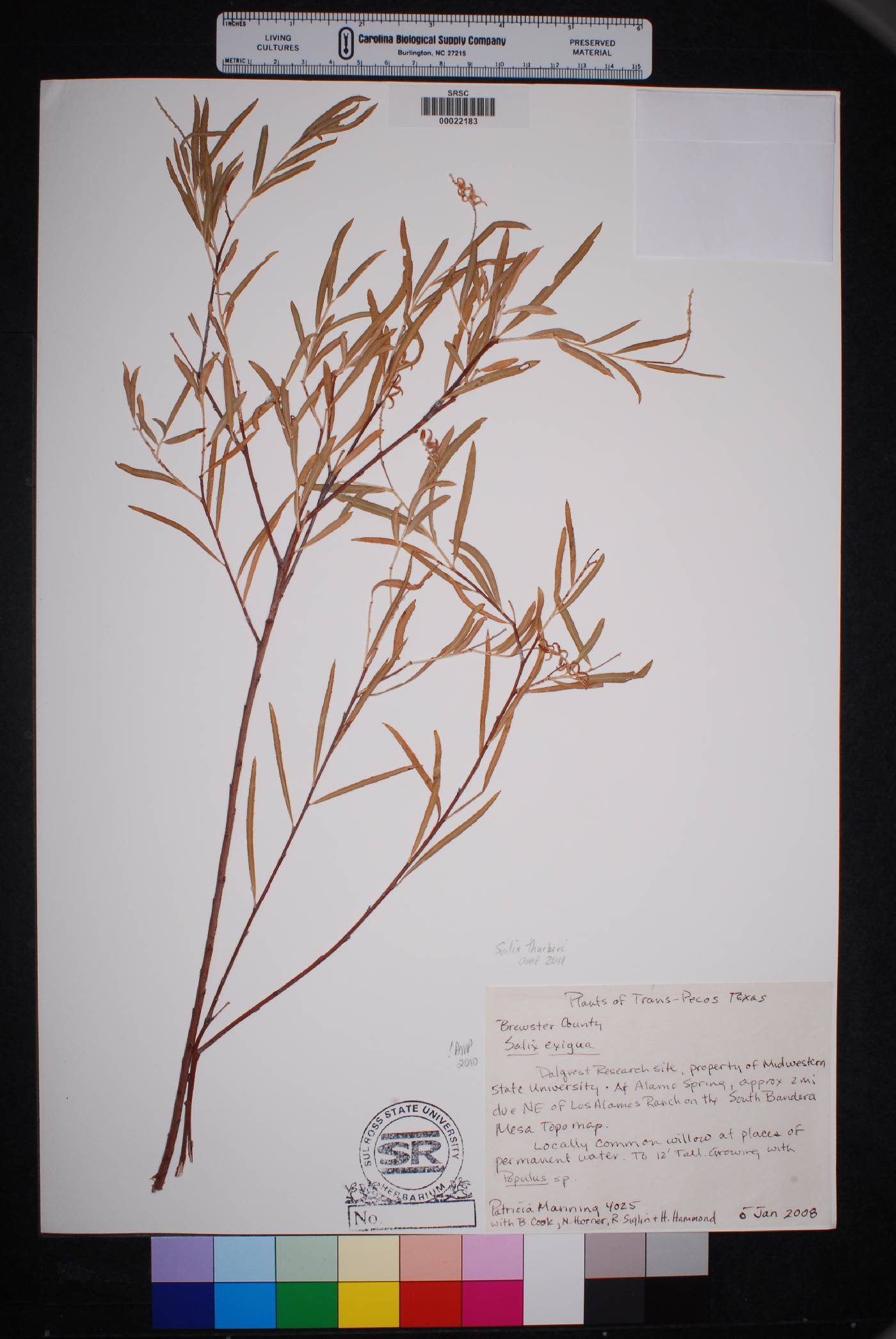 Salix thurberi image