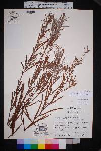 Salix thurberi image