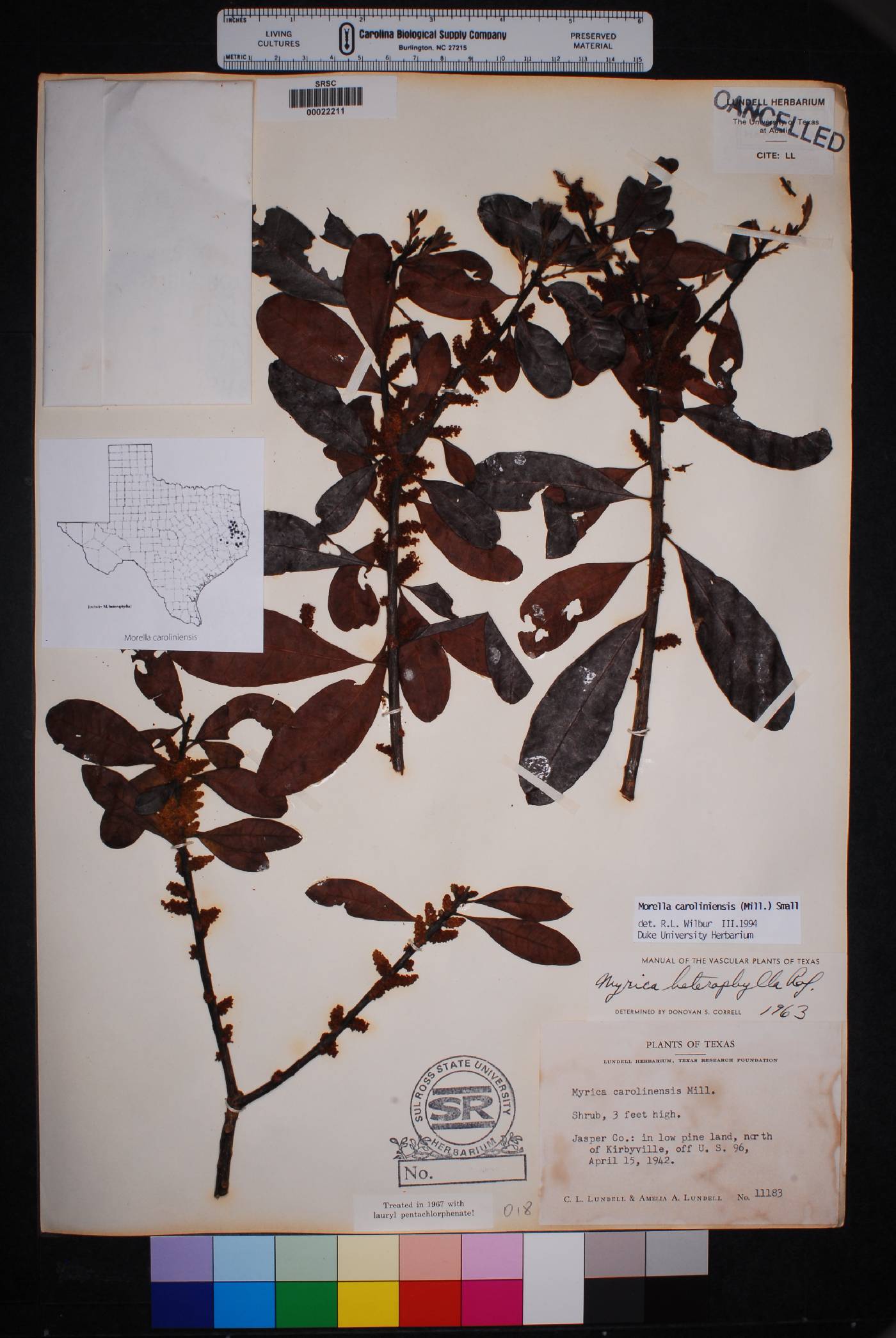 Myrica carolinensis image