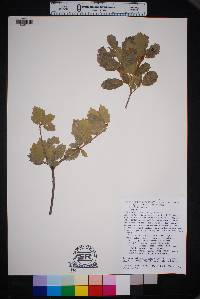 Quercus ajoensis image