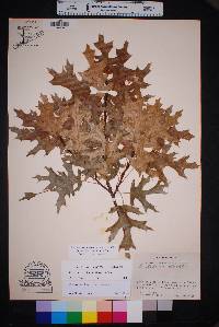 Quercus buckleyi image