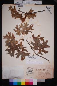 Quercus buckleyi image