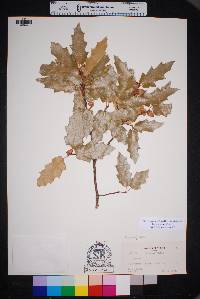 Quercus emoryi image