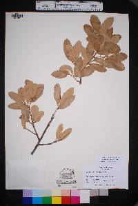 Quercus fusiformis image