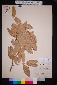 Quercus fusiformis image