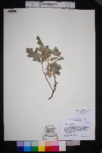 Quercus gravesii image