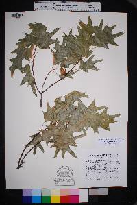 Quercus gravesii image