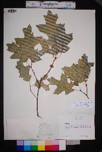 Quercus gravesii image