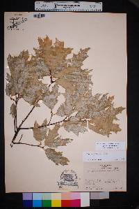 Quercus gravesii image