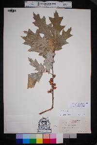 Quercus gravesii image