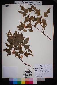 Quercus gravesii image