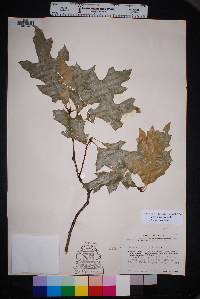 Quercus gravesii image