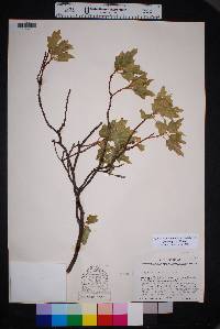 Quercus gravesii image