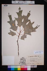 Quercus gravesii image