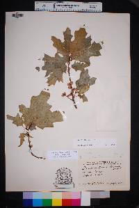 Quercus gravesii image