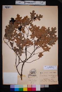 Quercus gravesii image