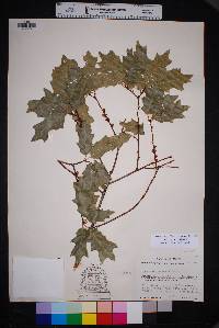 Quercus gravesii image