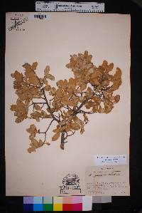 Quercus grisea image