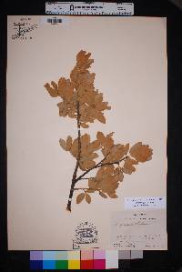 Quercus grisea image