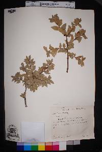 Quercus grisea image