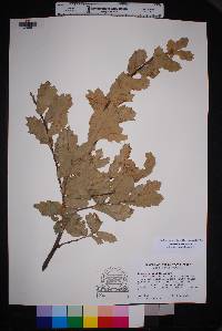 Quercus grisea image