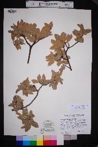 Quercus grisea image