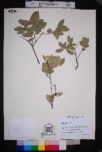 Quercus grisea image