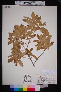 Quercus grisea image