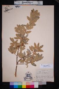 Quercus grisea image