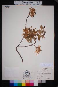 Quercus grisea image