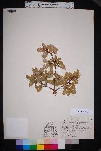 Quercus grisea image