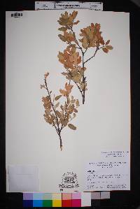 Quercus grisea image