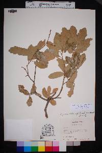 Quercus grisea image