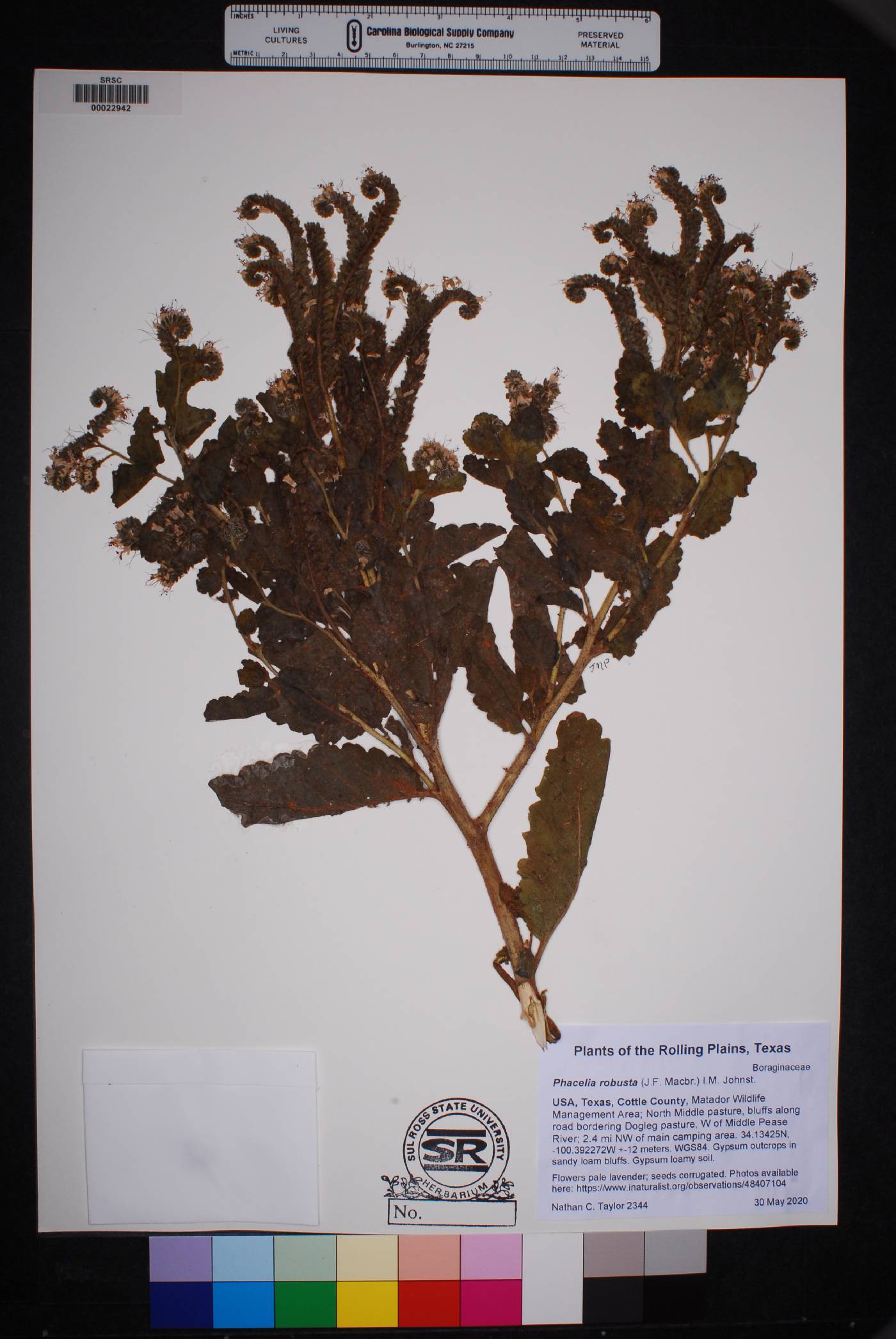 Phacelia robusta image