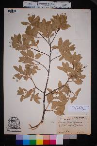 Quercus grisea image