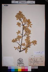 Quercus grisea image