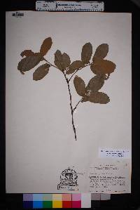 Quercus grisea image