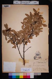 Quercus grisea image