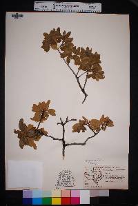 Quercus grisea image