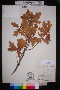 Quercus havardii image