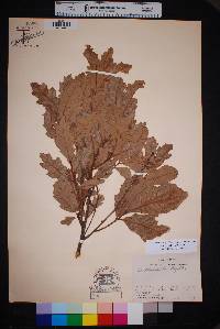 Quercus havardii image