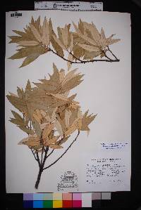 Quercus hypoleucoides image